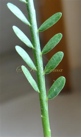  Part of pinna bearing leaflets
